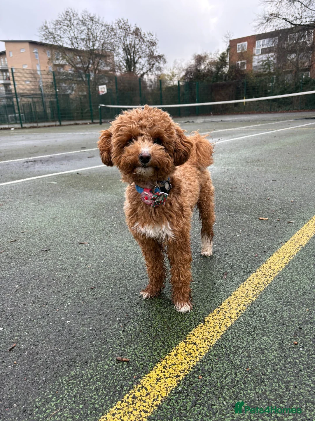 Cockapoo dogs for sale: Toy Poodle x Cockapoo Puppies Family Raised in Hayes - Advert 5