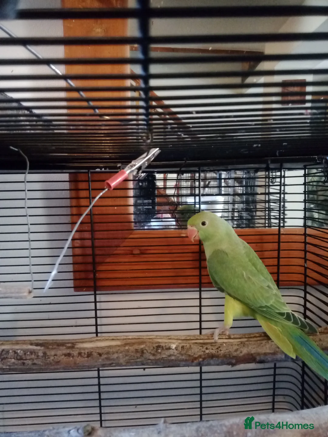 Ringnecks birds for sale: Ringneck babies  - Advert 2