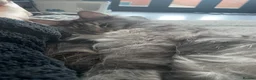Maine Coon cats for sale: Storm in Abingdon - Advert 6