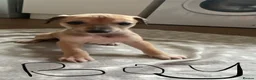 Lurcher dogs for sale: Lurcher puppies  in Keith - Advert 9