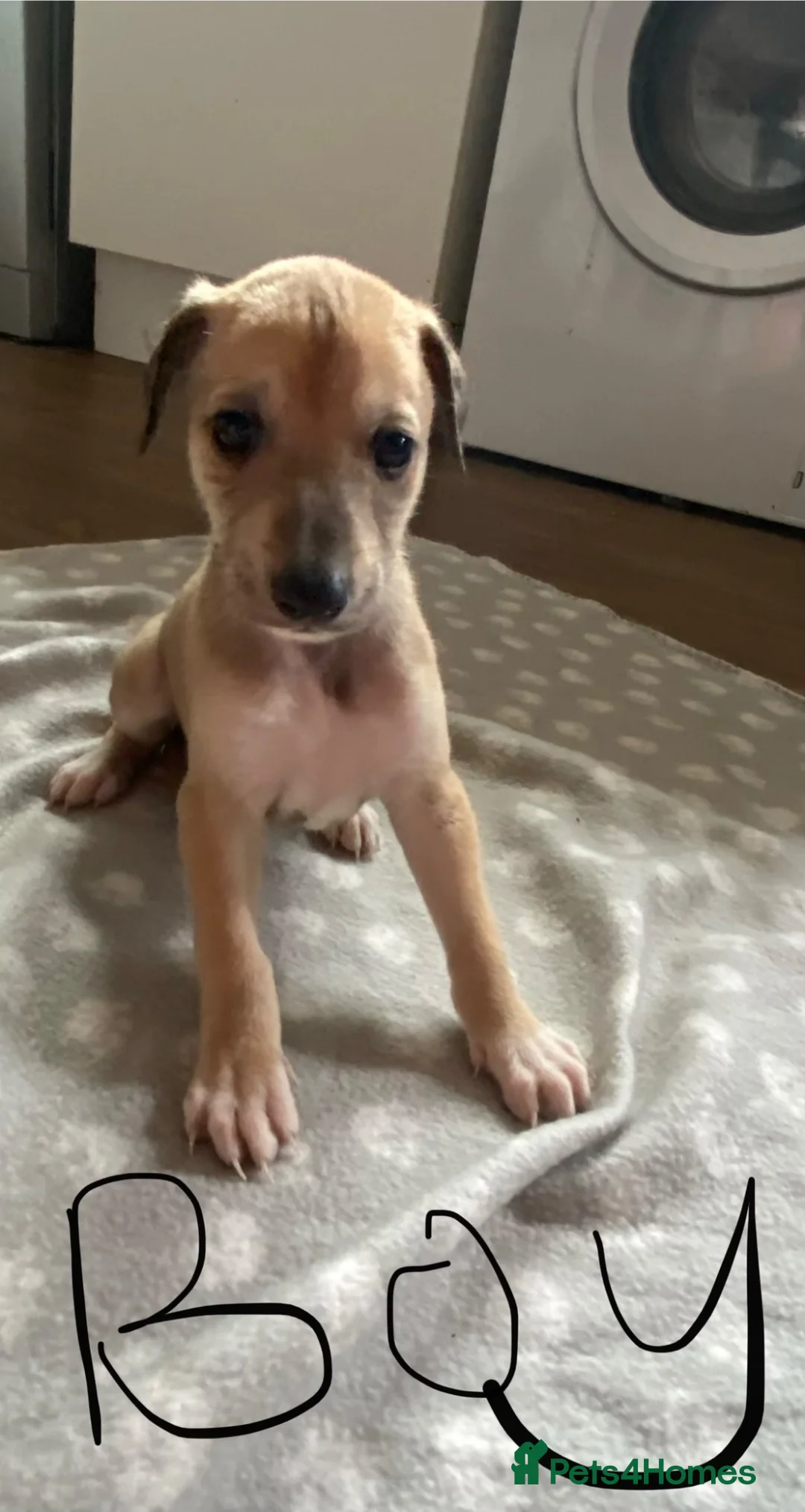 Lurcher dogs for sale: Lurcher puppies  in Keith - Advert 9