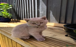 British Shorthair cats for sale: READY TO LEAVE Champion bloodline pedigree kittens - Image 19