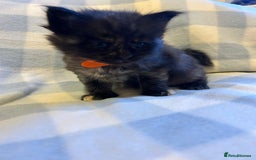Maine Coon cats for sale: 5 week old Pure Bred Maine Coons for sale. - Image 18