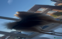 Pomeranian dogs for sale: Pomeranian sable  - Image 1