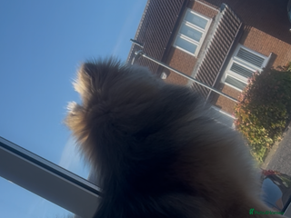 Pomeranian dogs - Advert 6