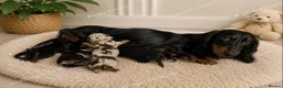 Miniature Dachshund dogs for sale: Long Haired miniature dachshund puppies  - Advert 2