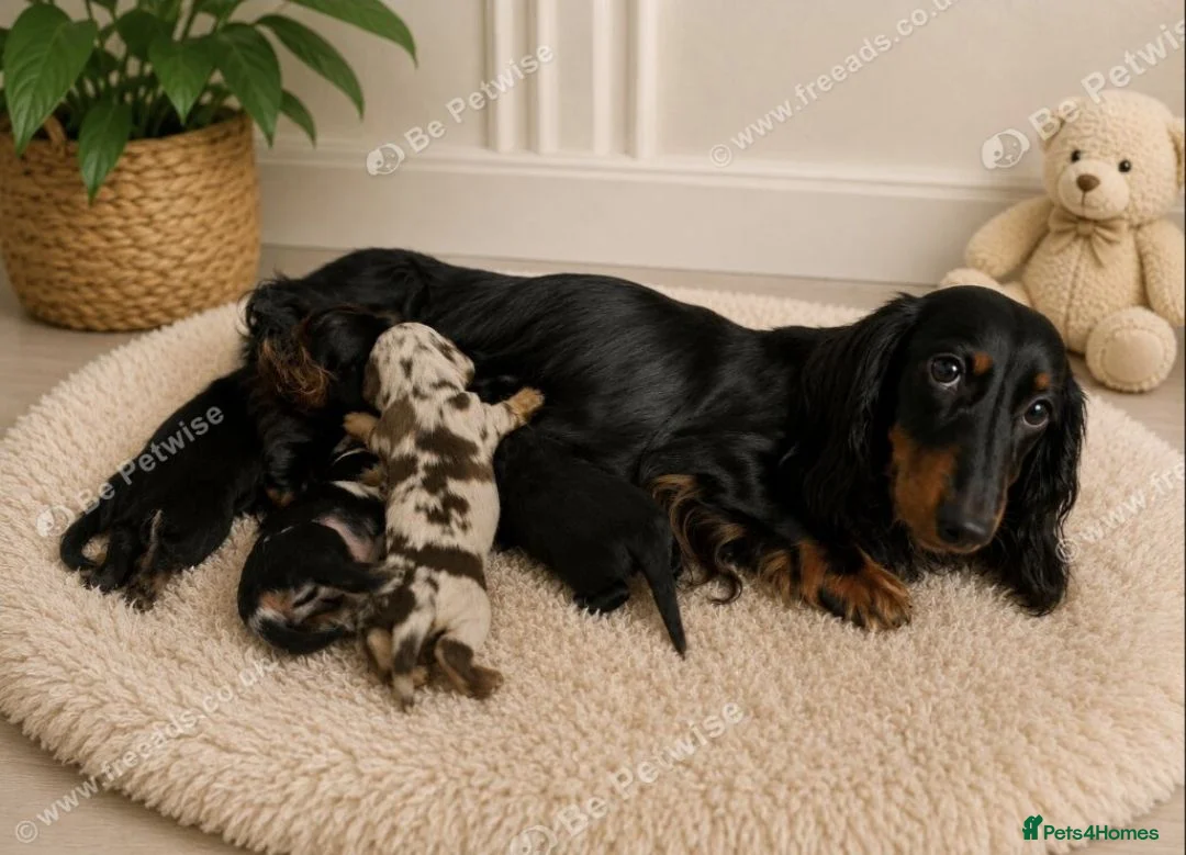 Miniature Dachshund dogs for sale: Long Haired miniature dachshund puppies  - Advert 2