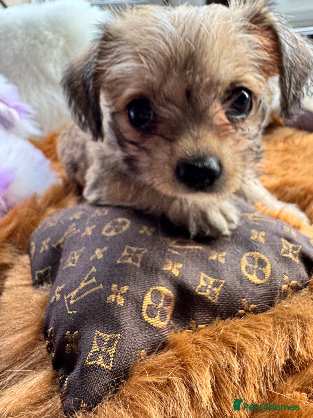 Mixed Breed dogs for sale:  Bichon x chihuahua ready now £800 - Image 4