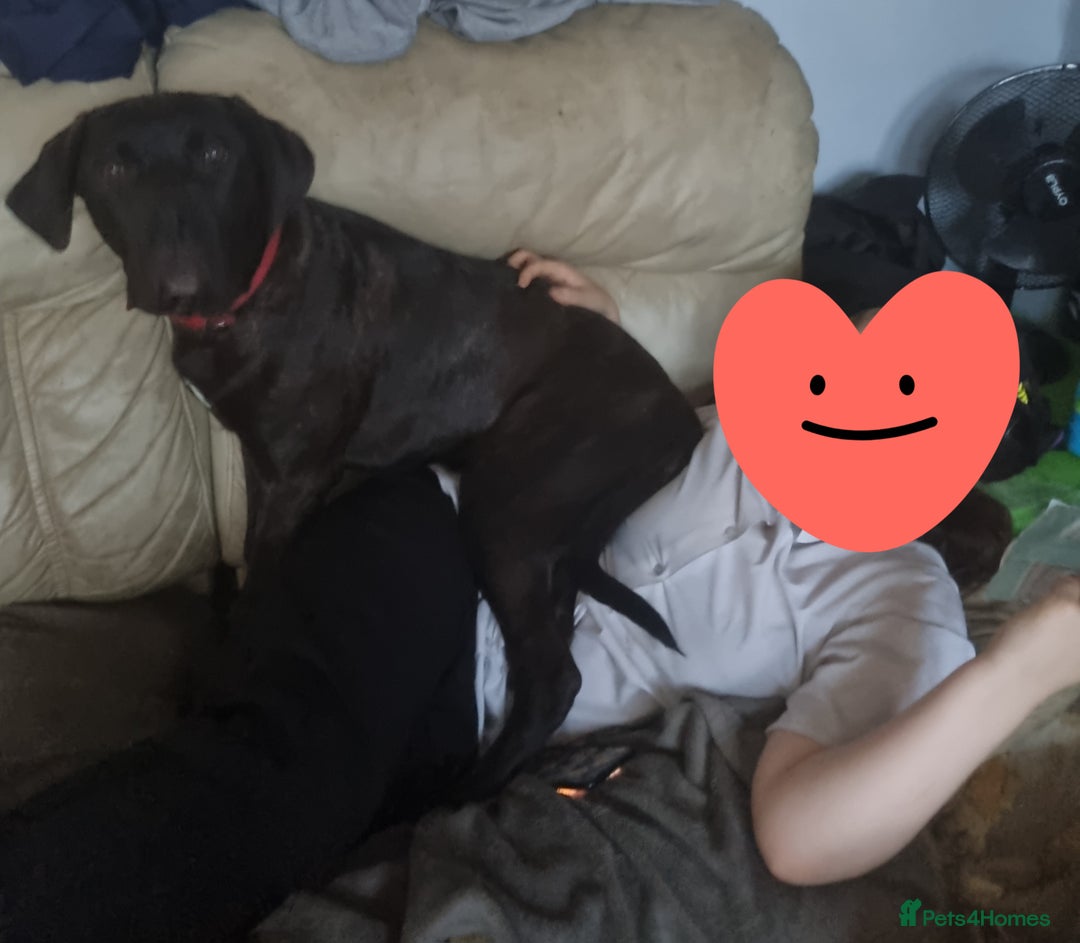 Mixed Breed dogs for sale: 8 month old corso x - Image 4