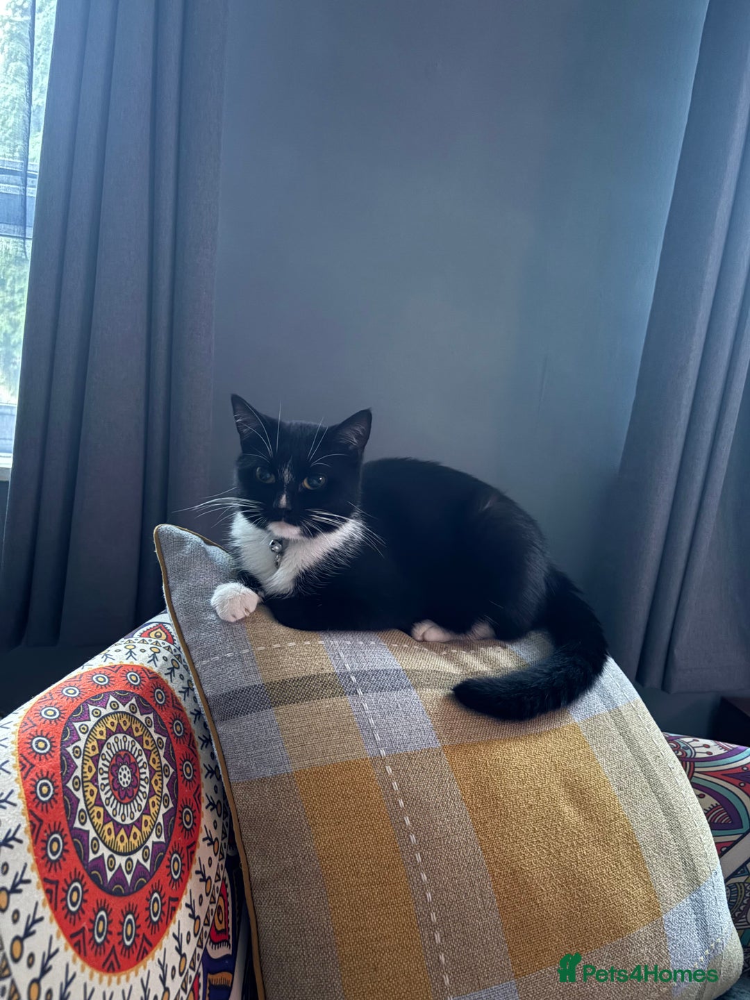 Mixed Breed cats for sale: Black and white cat  - Advert 2