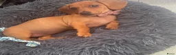 Miniature Dachshund dogs for sale: Beautiful 😍 Solid Red Female Miniature Dachshund  - Advert 3