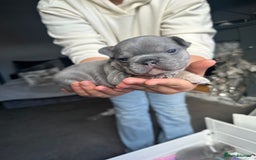 French Bulldog dogs for sale: 2nd litter of ⭐Jesus⭐️ natk9 frenchies - Image 23