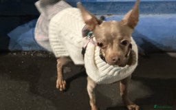 Russian Toy Terrier dogs for sale: Urgently selling a beauty - Image 5