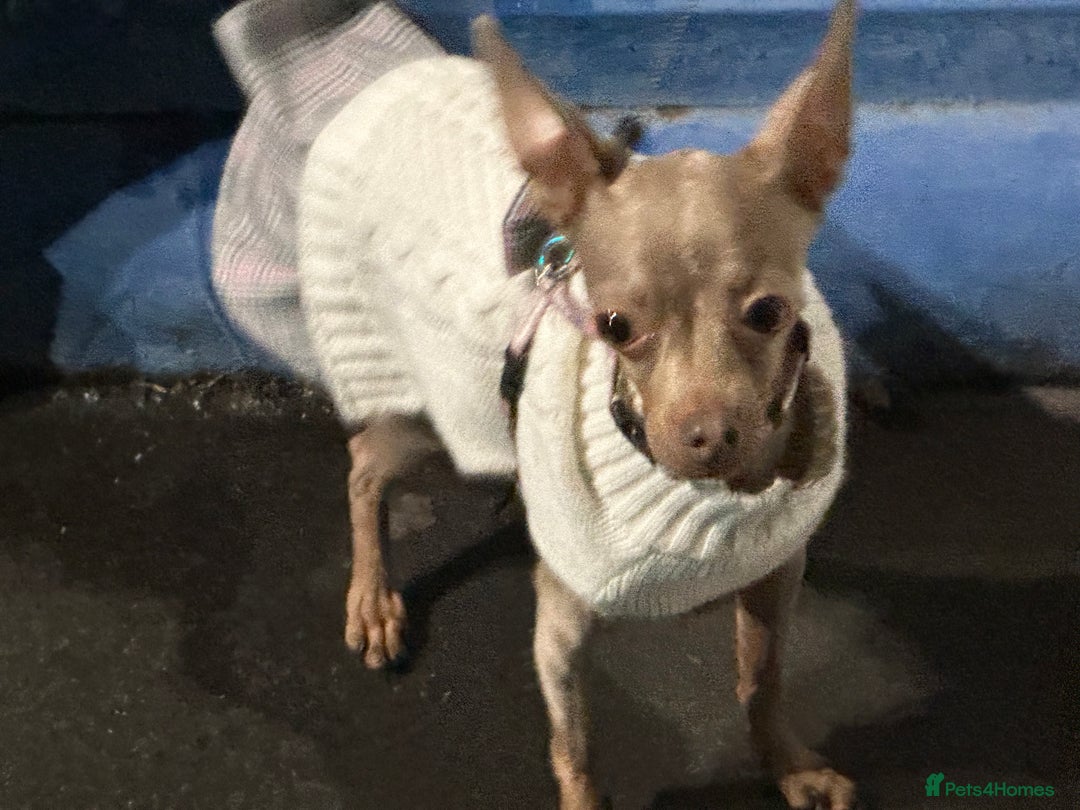 Russian Toy Terrier dogs for sale: Urgently selling a beauty - Image 5