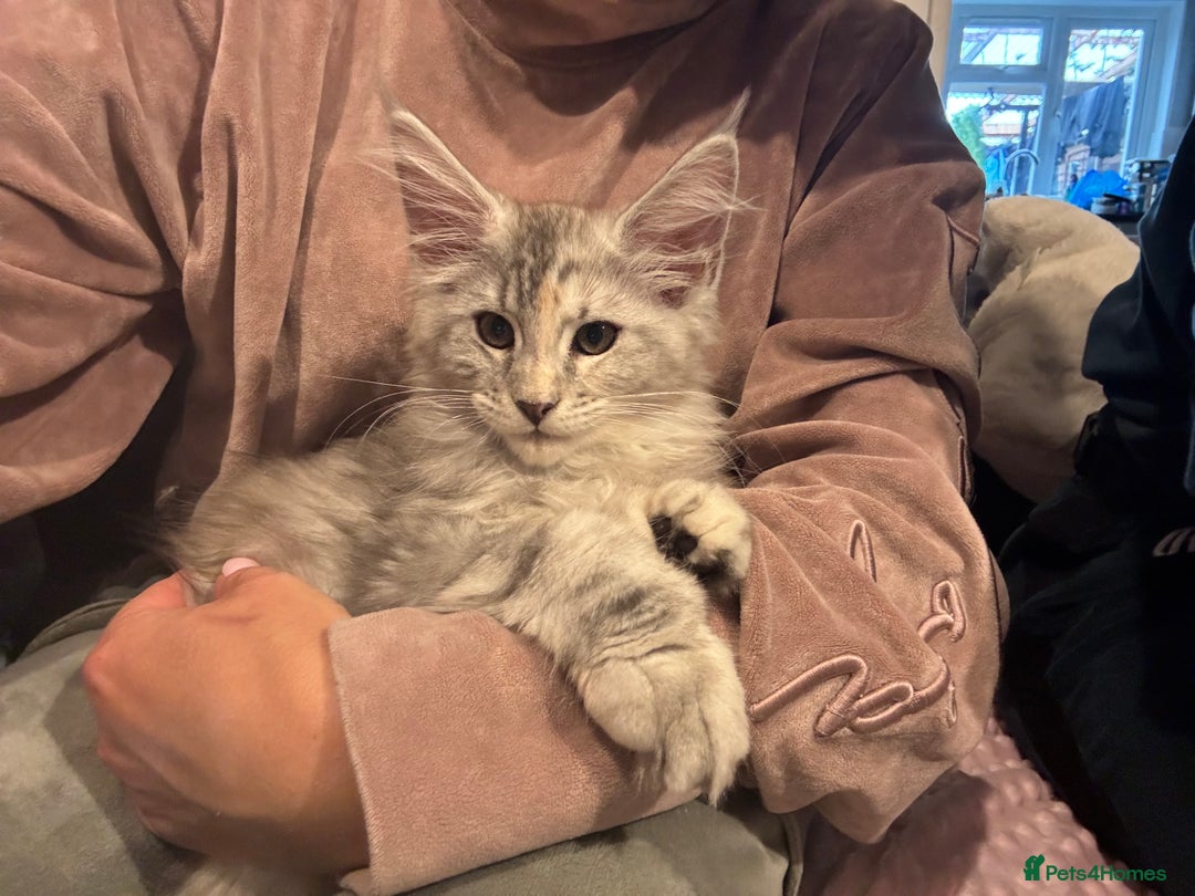 Maine Coon cats for sale: Maine coon polydactyl kittens DNA clear  - Image 24