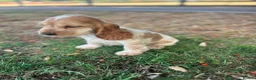 Cocker Spaniel dogs for sale: Puppy looking for a loving forever home  in Sittingbourne - Advert 4