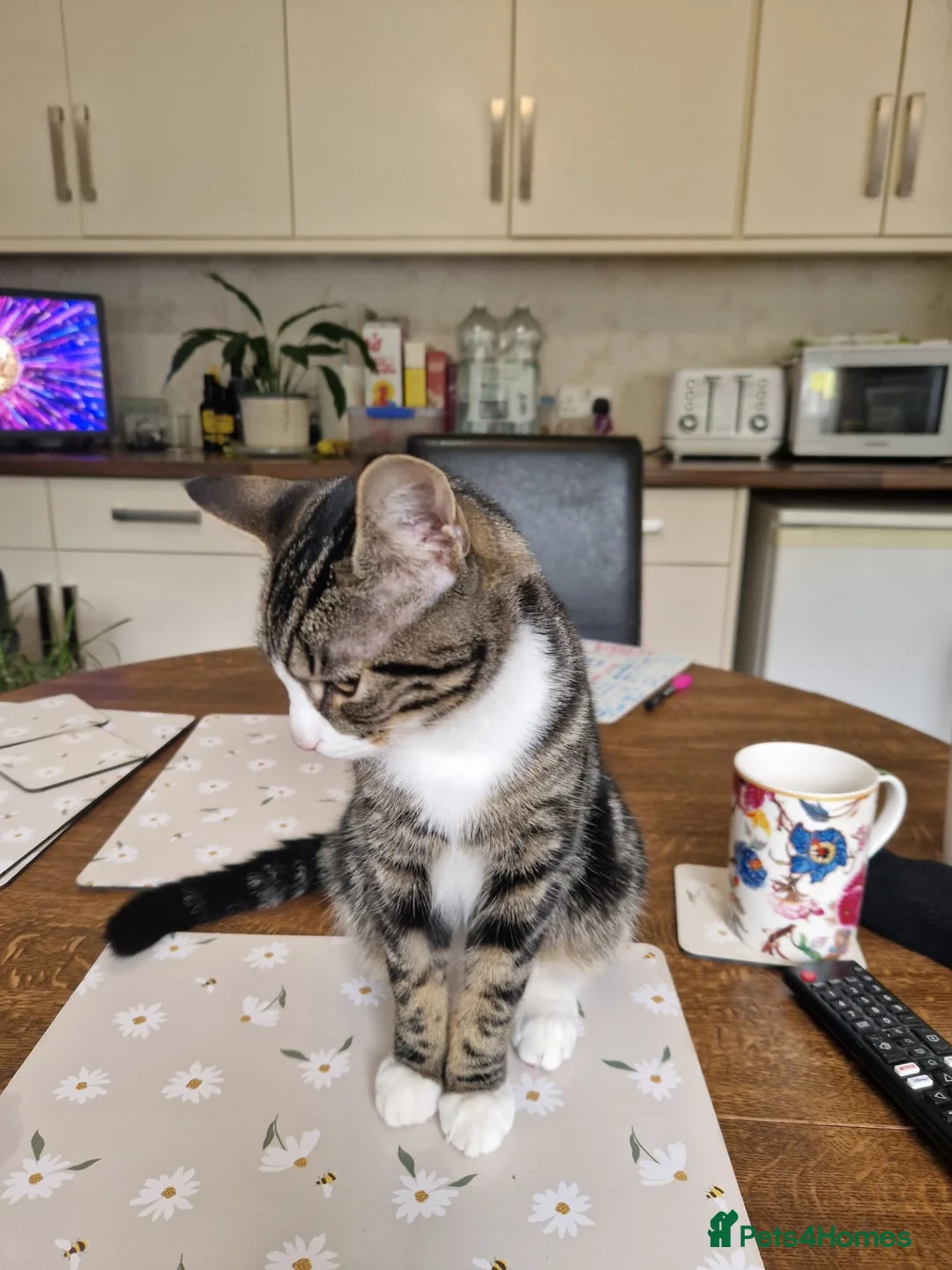 Mixed Breed cats for sale: Beautiful, playful 6 month old boy needs rehoming in Bordon - Advert 2