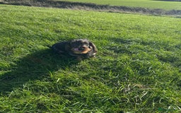 Dachshund dogs for sale: Wire haired daschund  - Image 4