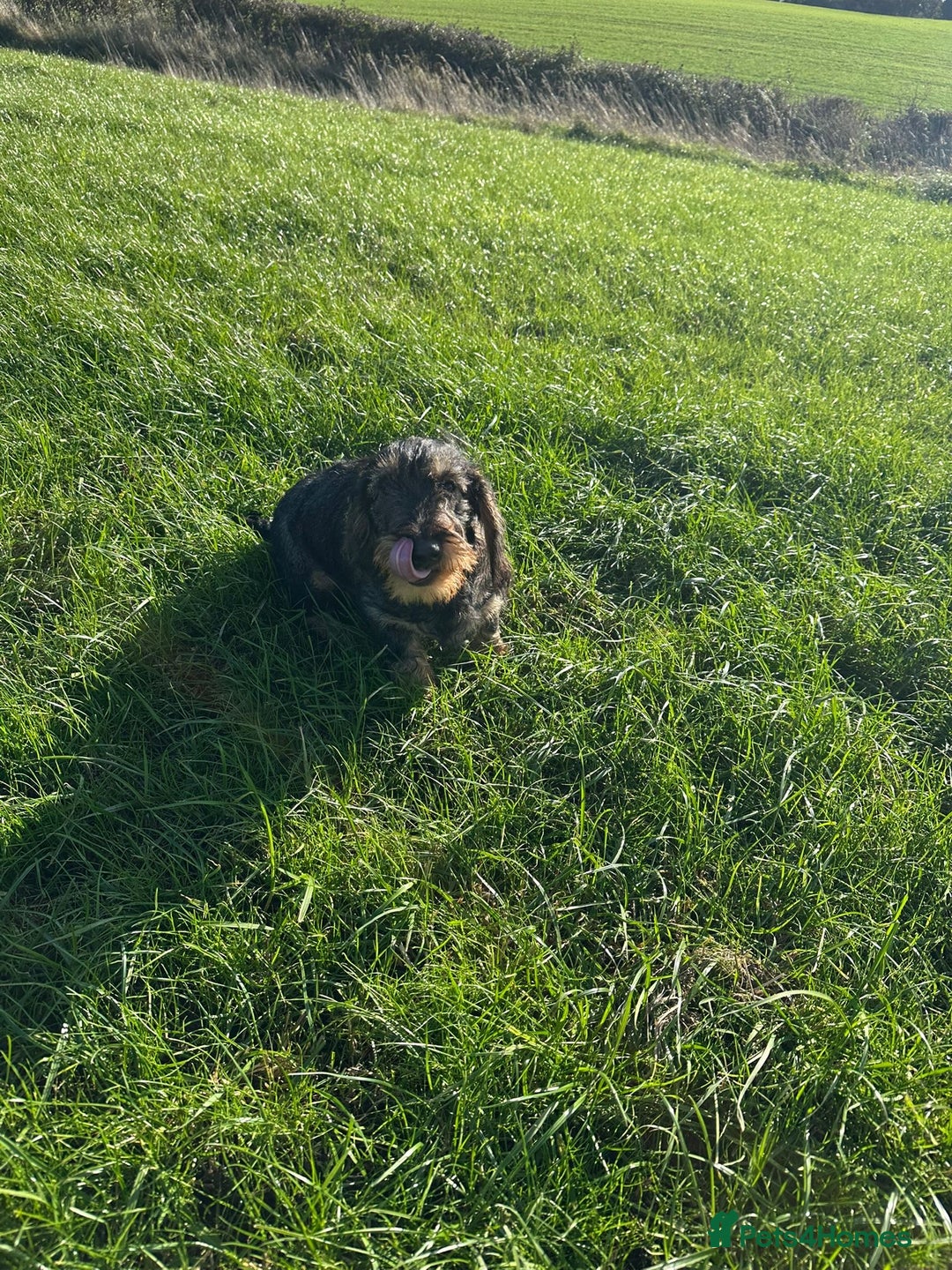 Dachshund dogs for sale: Wire haired daschund  - Image 4