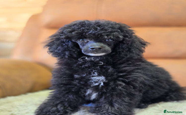 Toy Poodle dogs - Advert 2