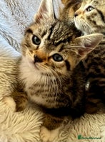 Bengal cats in Dorking - Advert 6