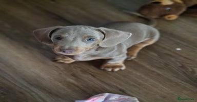 Dachshund dogs - Advert 7