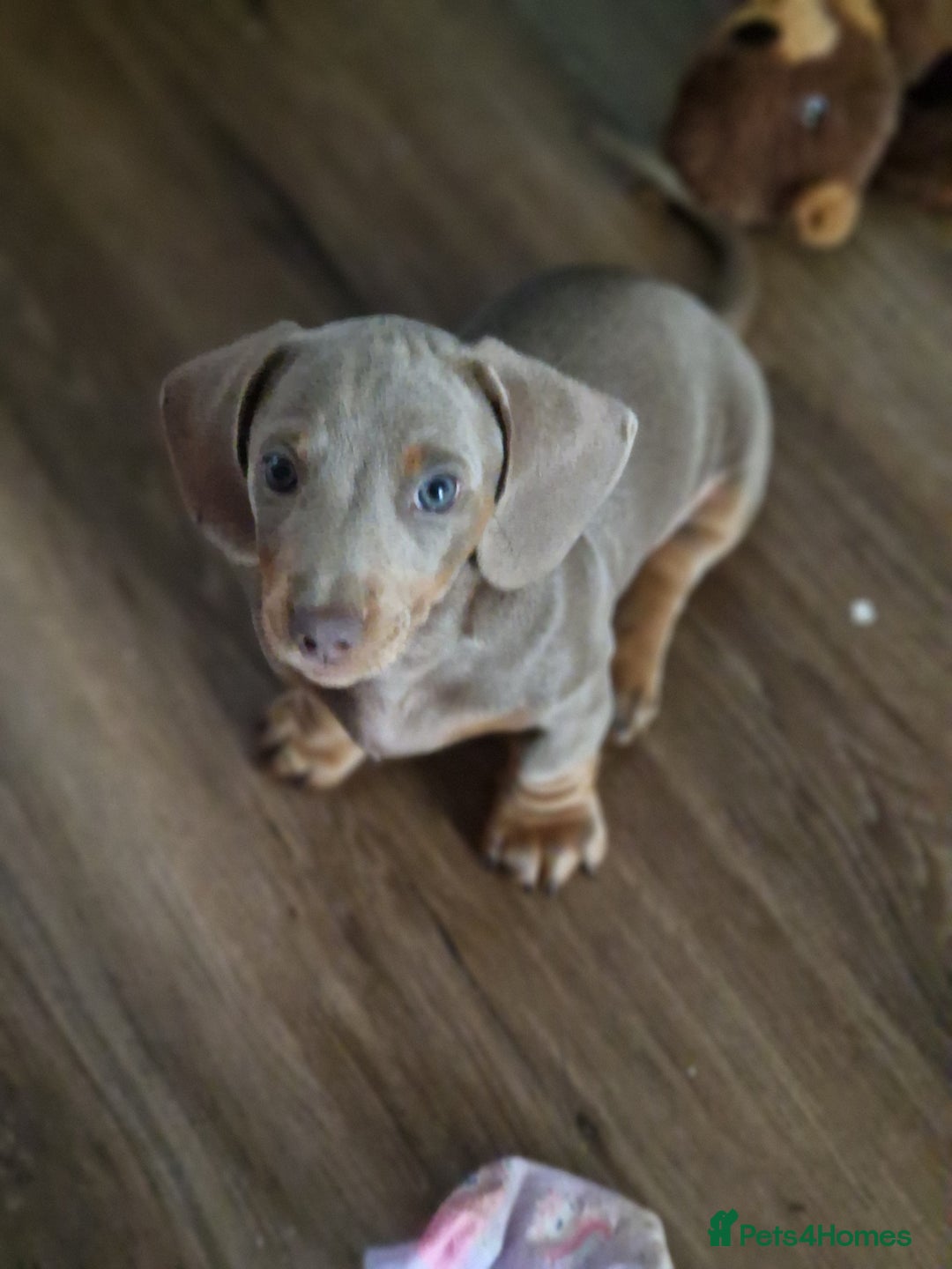 Dachshund dogs for sale: *Ready To Leave* Beautiful Dachsund Girl - 9 Weeks - Image 3