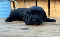 Mixed Breed dogs for sale: Gorgeous litter of 8 x F1 Sprocker Spaniels - Image 31