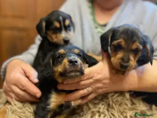 Mixed Breed dogs Beautiful Border Terrier X Show cocker spaniels - Advert 6