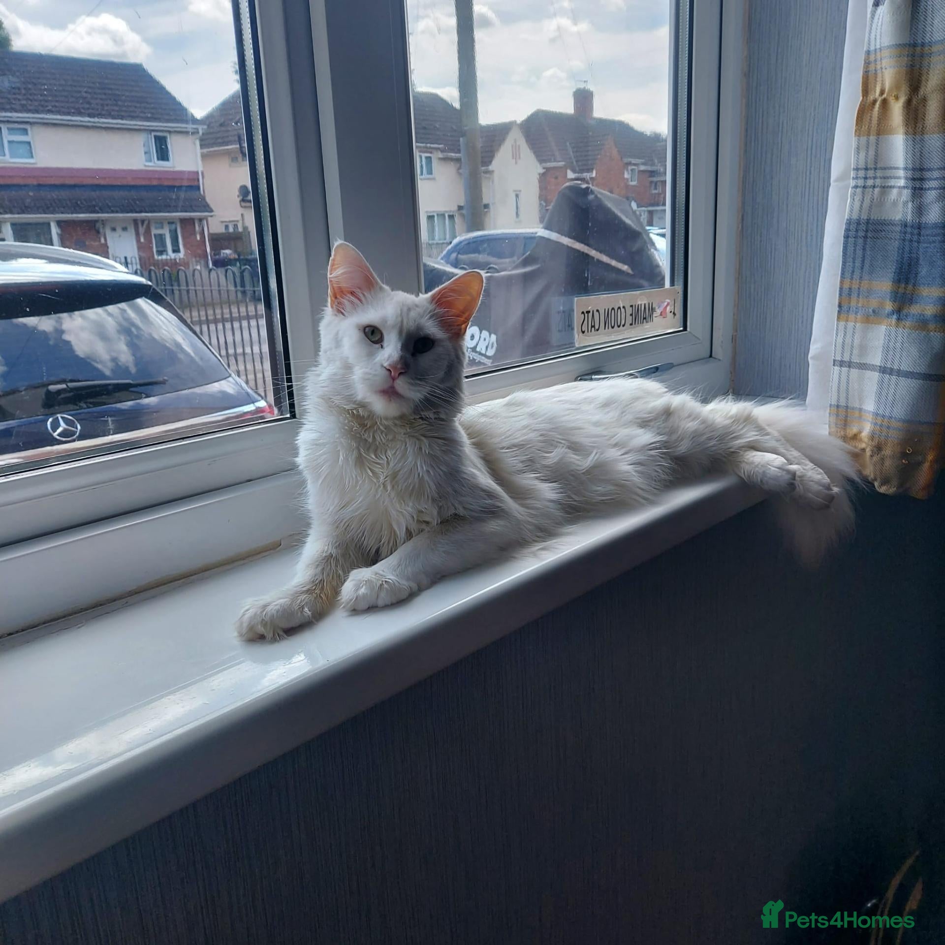 Maine Coon cats Beautiful white Maine coon kittens  - Advert 1