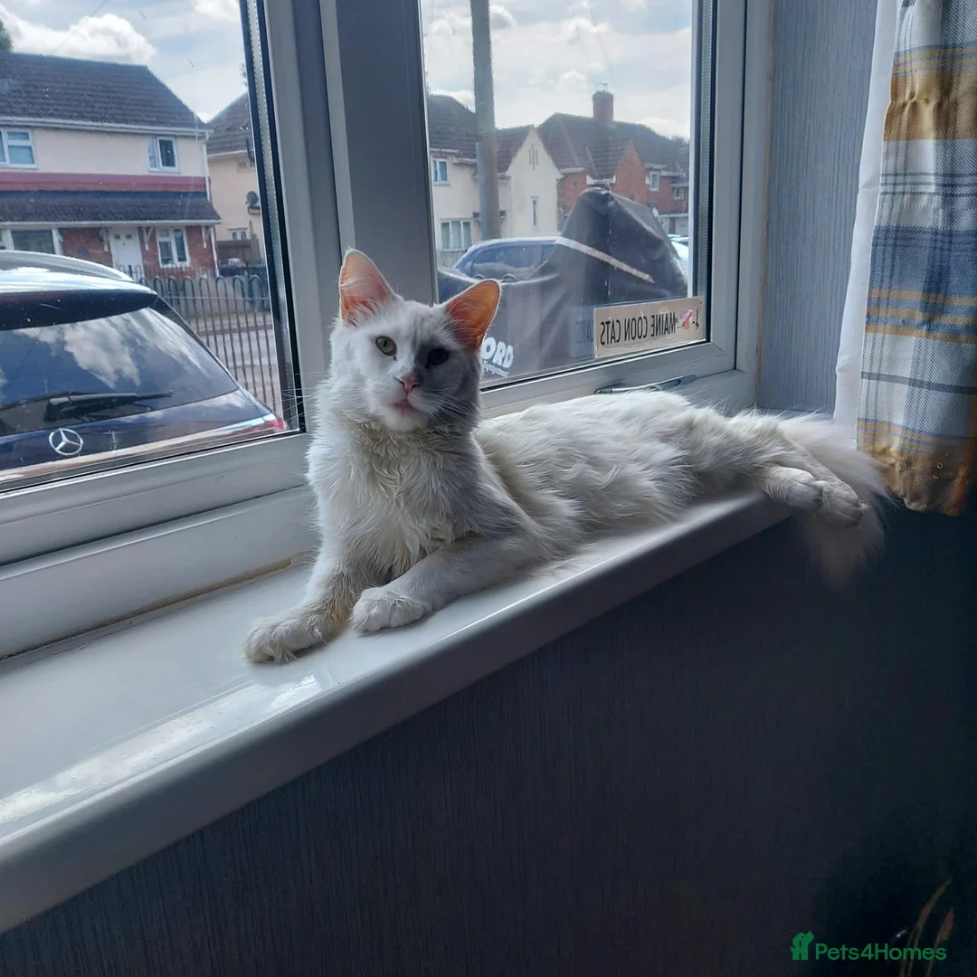 Maine Coon cats for sale: Beautiful white Maine coon kittens  - Advert 1