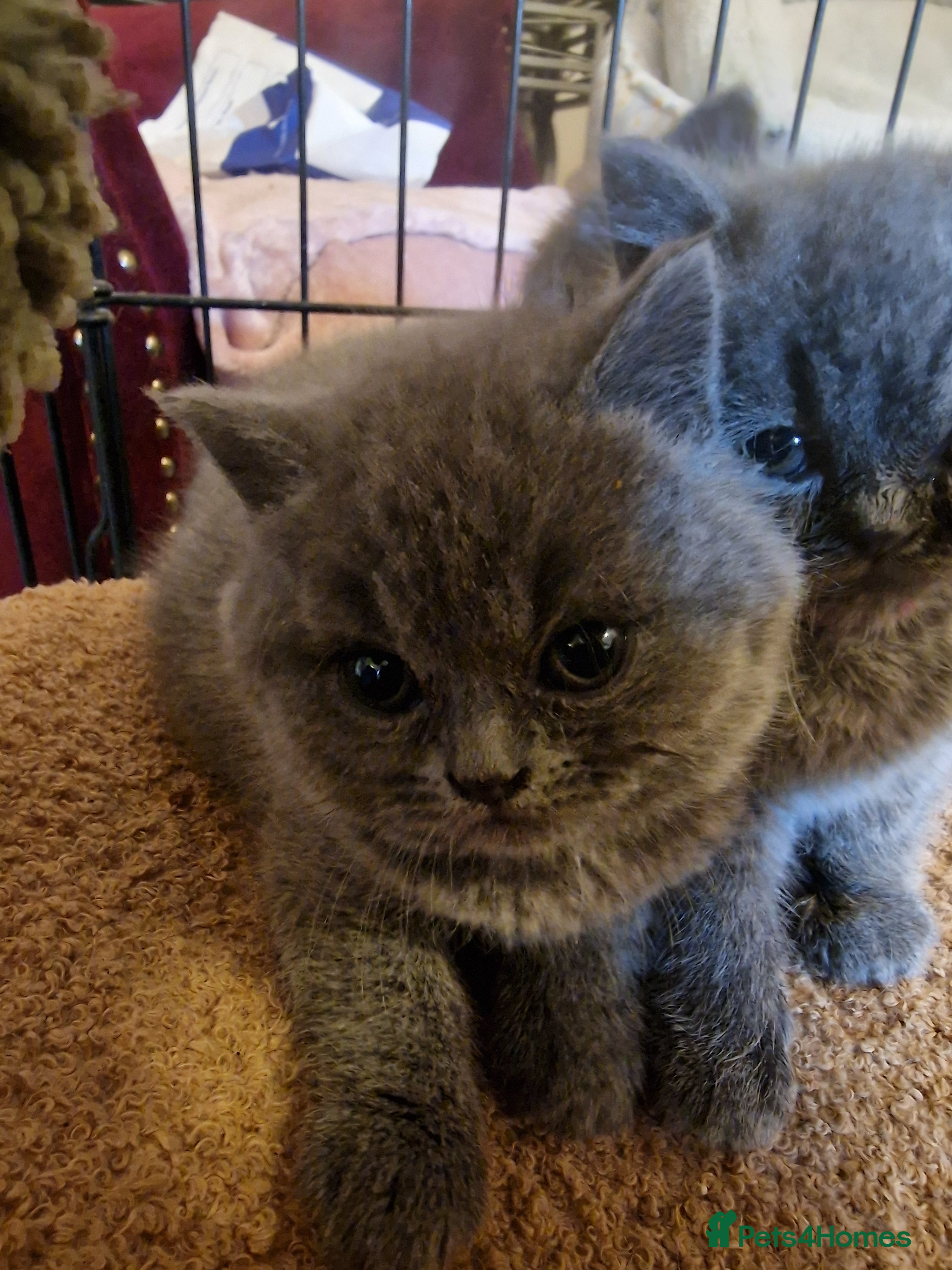 British Shorthair cats Pedigree British Shorthairs - Advert 2