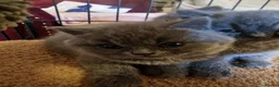 British Shorthair cats for sale: Pedigree British Shorthairs ONLY ONE REMAINING  - Advert 6