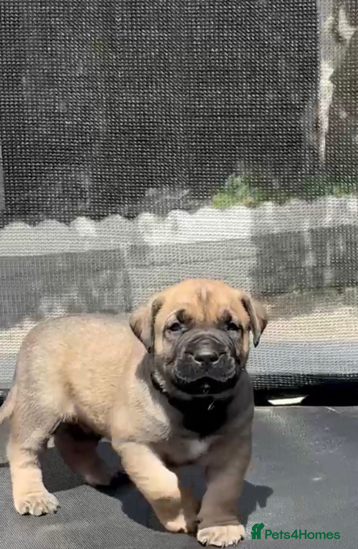 Presa Canario dogs Purebred chunky presa canario puppies  - Advert 2