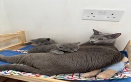 Russian Blue cats for sale: TICA pedigree Russian blue kittens 🐱  - Image 27