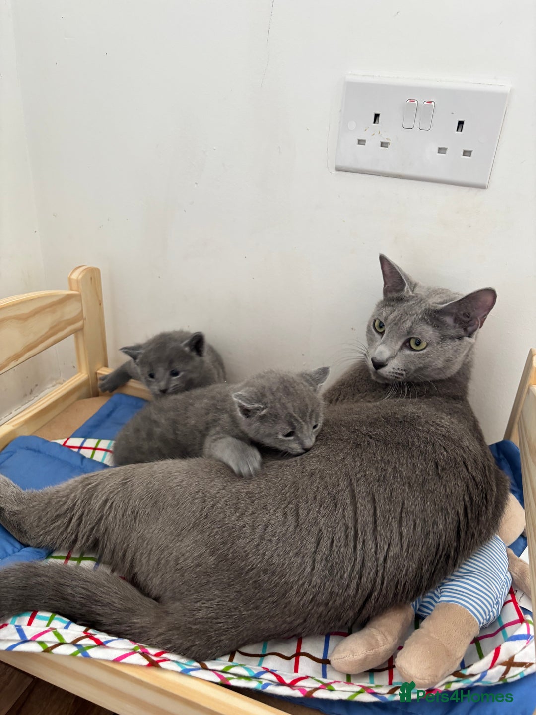 Russian Blue cats for sale: TICA pedigree Russian blue kittens 🐱  - Image 27