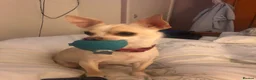 Chihuahua dogs for sale: Male deer head chihuahua - Advert 3