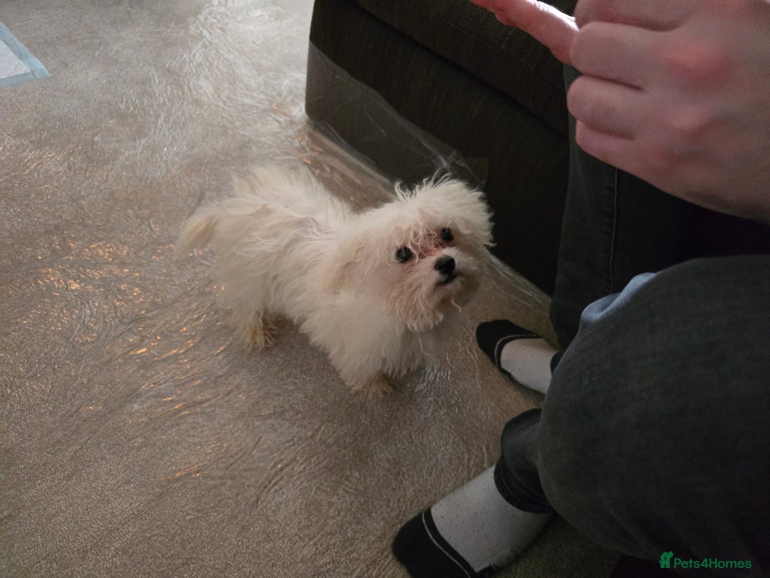 Bichon Frise dogs for sale: Bichon Frise Puppy Looking for a Loving Home - Image 14