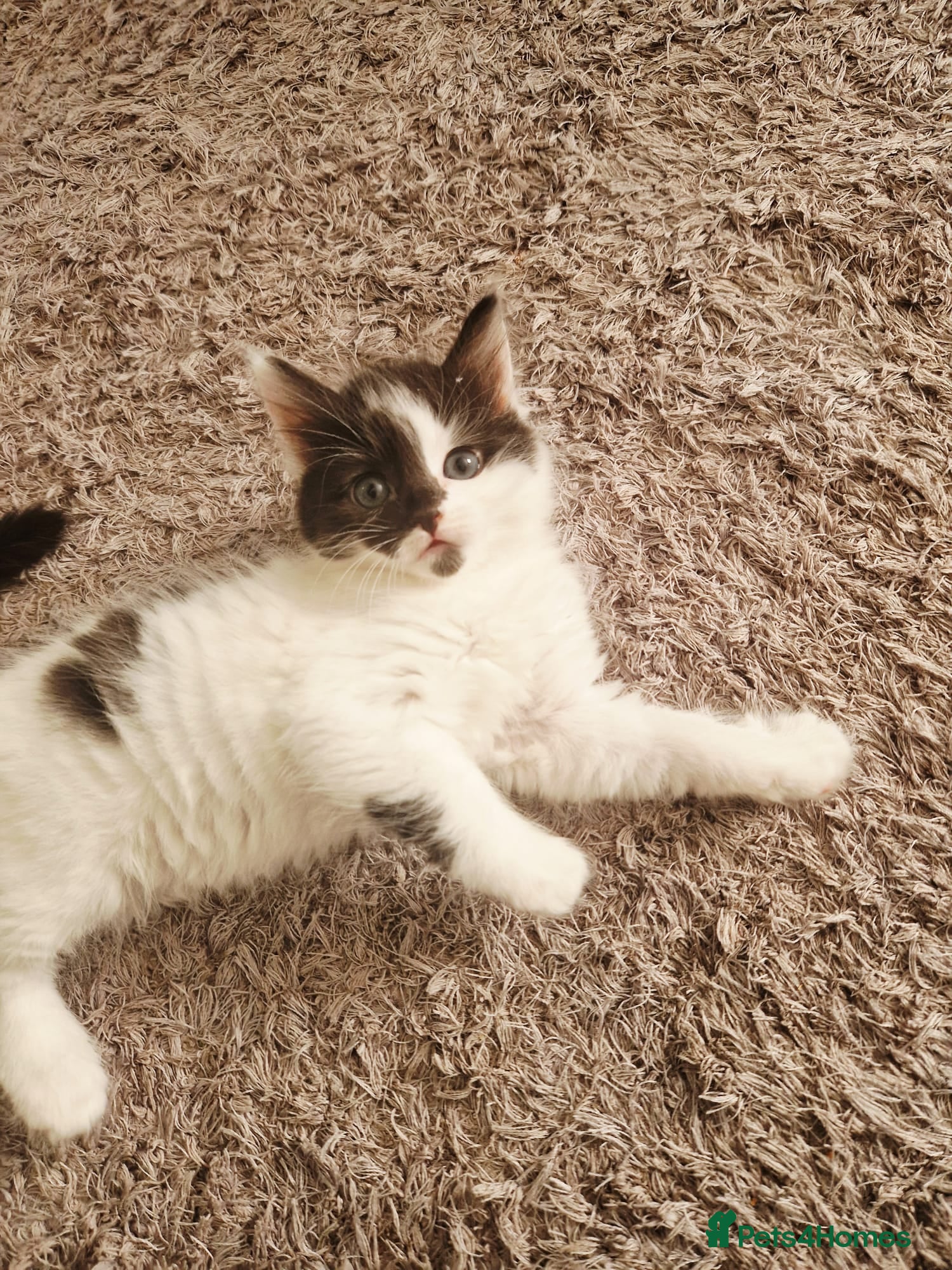 Mixed Breed cats 5 stunning siamese mixed kittens 😻 - Advert 2