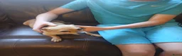 Chihuahua dogs for sale: Beautiful  chihuahua  puppies  - Advert 13