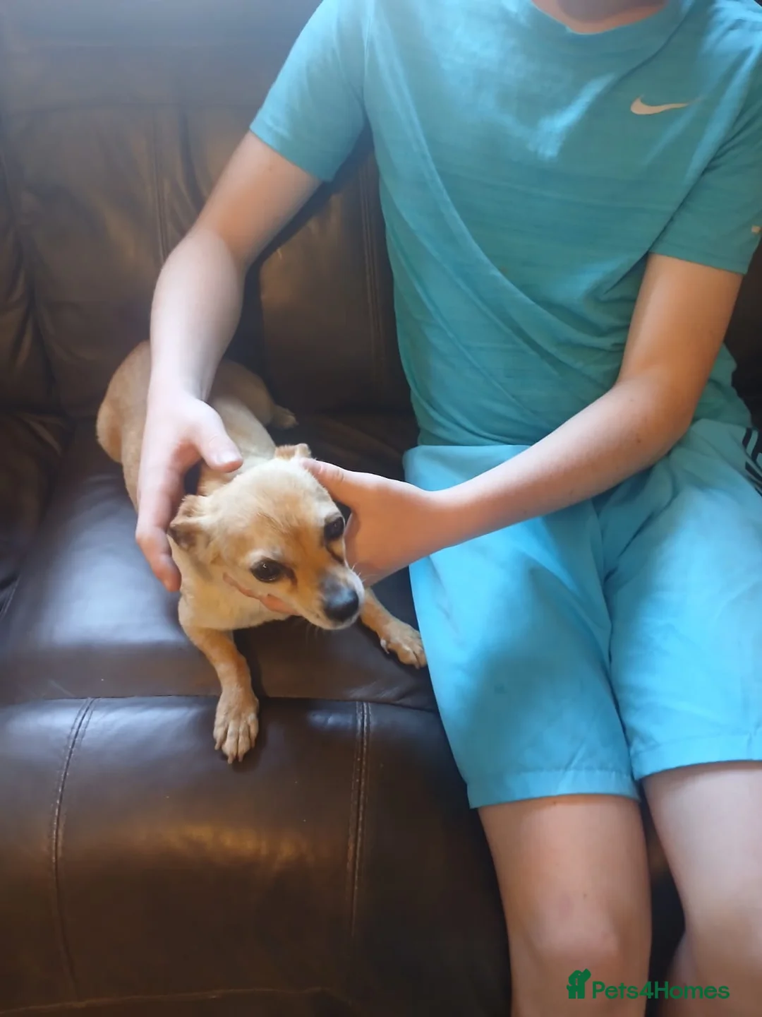 Chihuahua dogs for sale: Beautiful  chihuahua  puppies  - Advert 13
