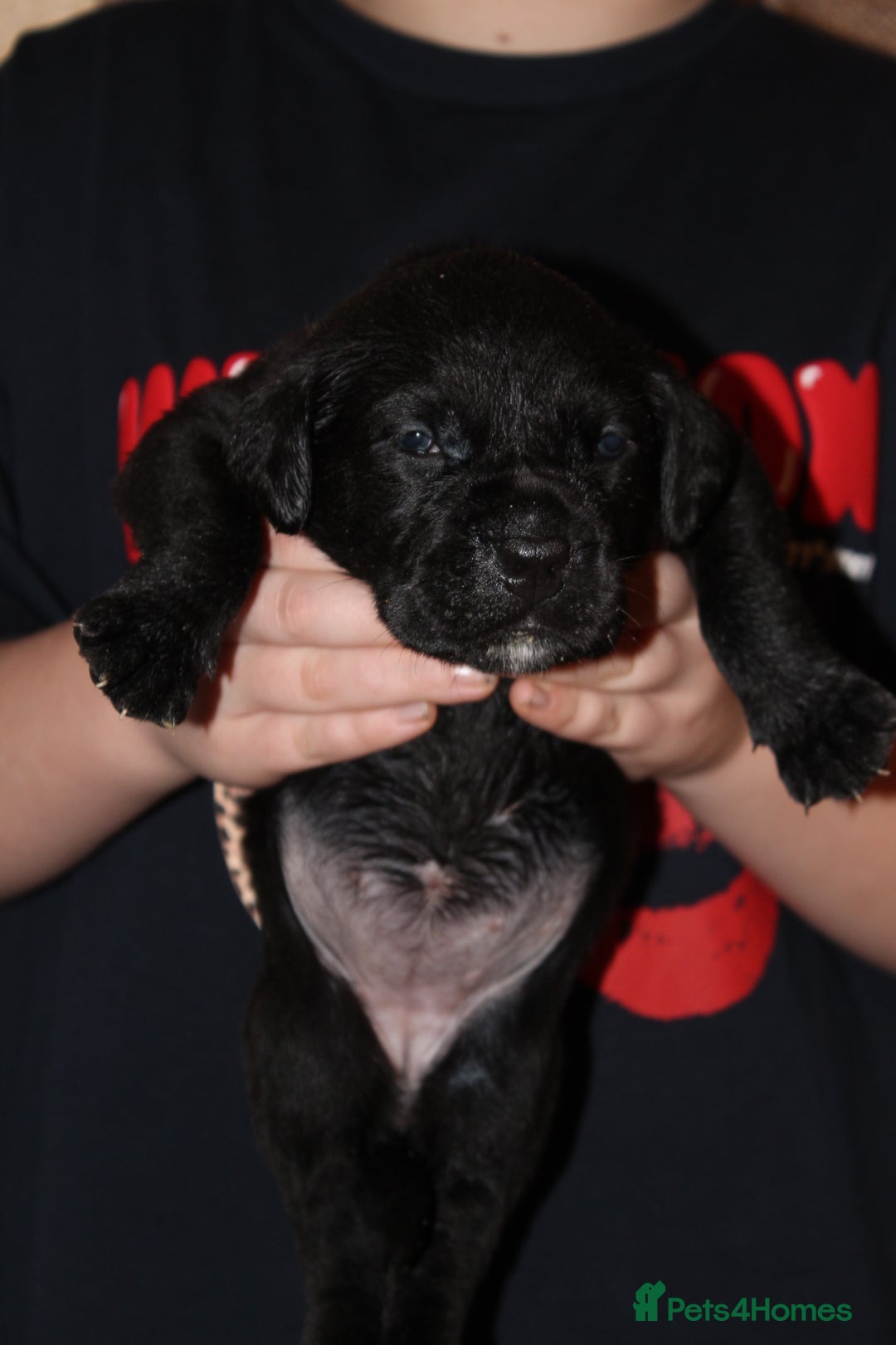 Cane Corso dogs for sale: Cane Corso Puppies from Exceptional Bloodlines, - Advert 7