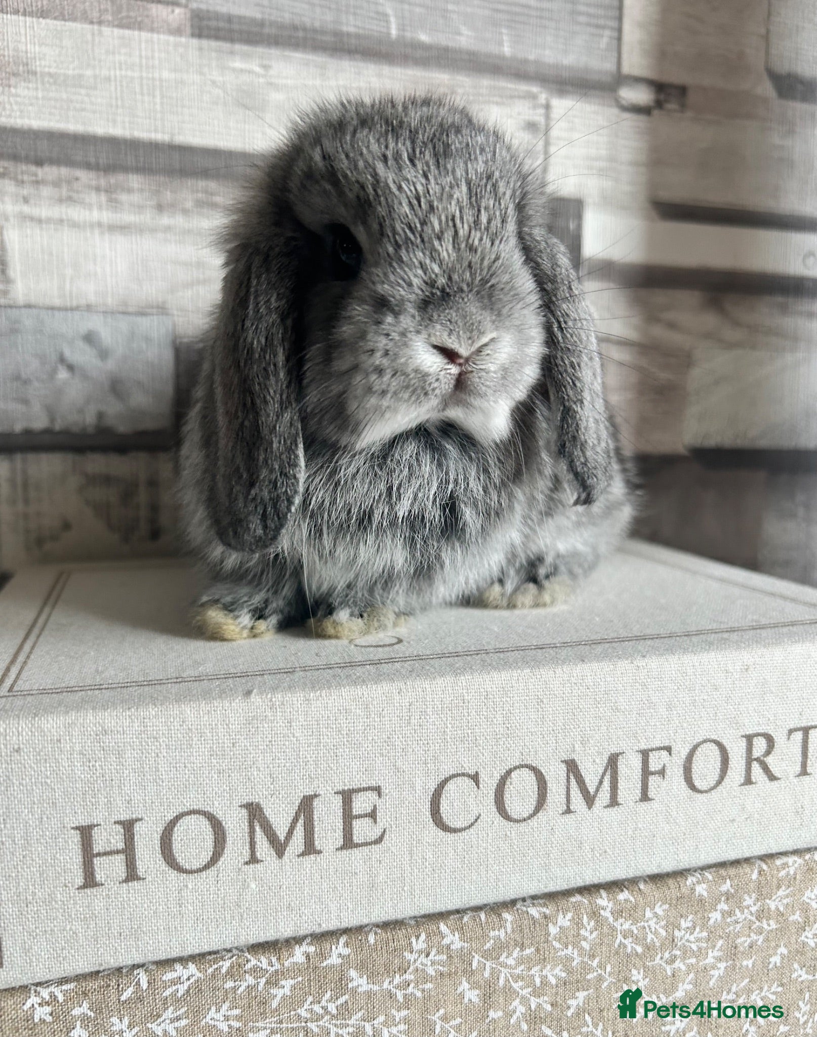 Mini Lop rabbits 🦋 Mini lop Babys 🦋 - Advert 2