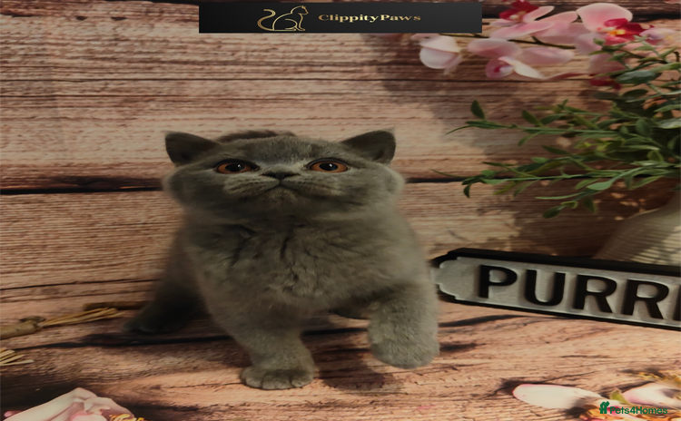 British Shorthair cats - Advert 4
