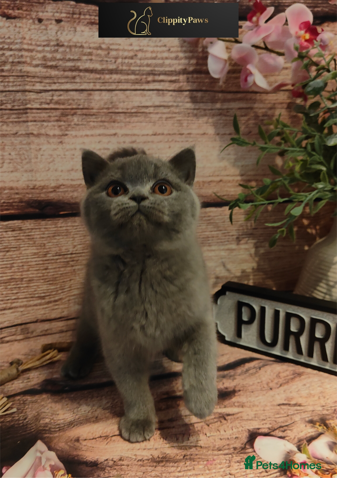 British Shorthair cats for sale: GCCF Registered Female British Shorthair Kitten - Image 1