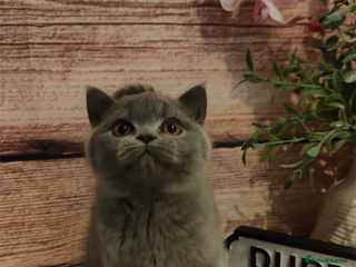 British Shorthair cats - Advert 30