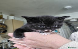 Mixed Breed cats for sale: 4 sweet ghost tabby tuxedo kittens - Image 20
