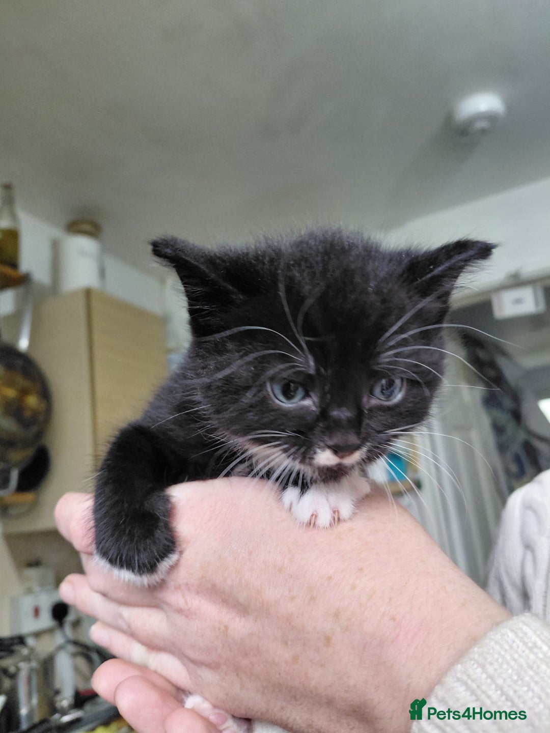 Mixed Breed cats for sale: 4 sweet ghost tabby tuxedo kittens - Image 20