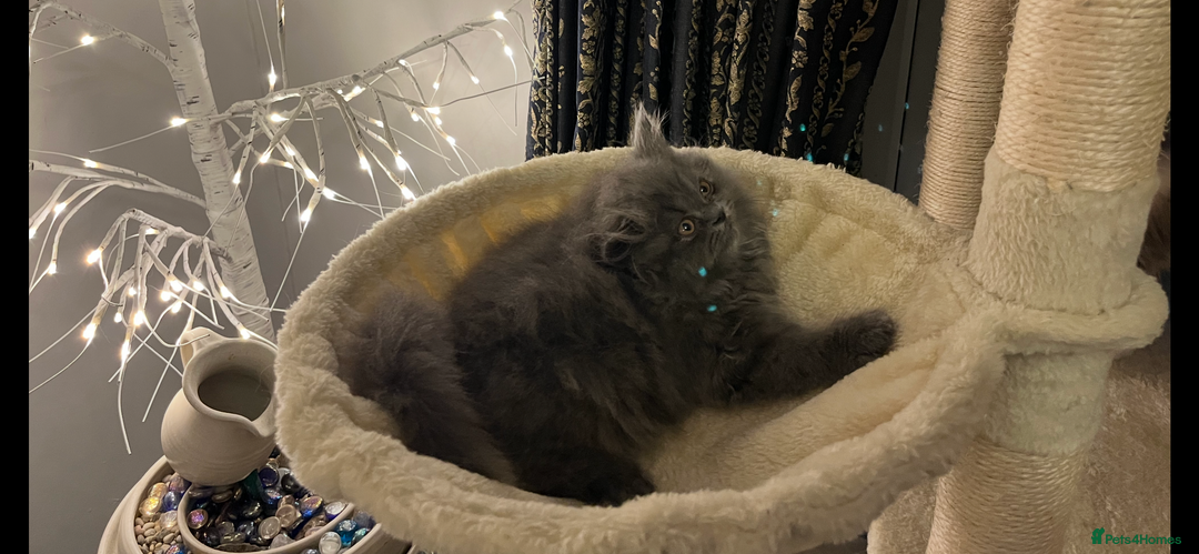 Persian cats for sale: Ready Now 2 Boys/1 Girl Persian Fluff Monsters - Image 26