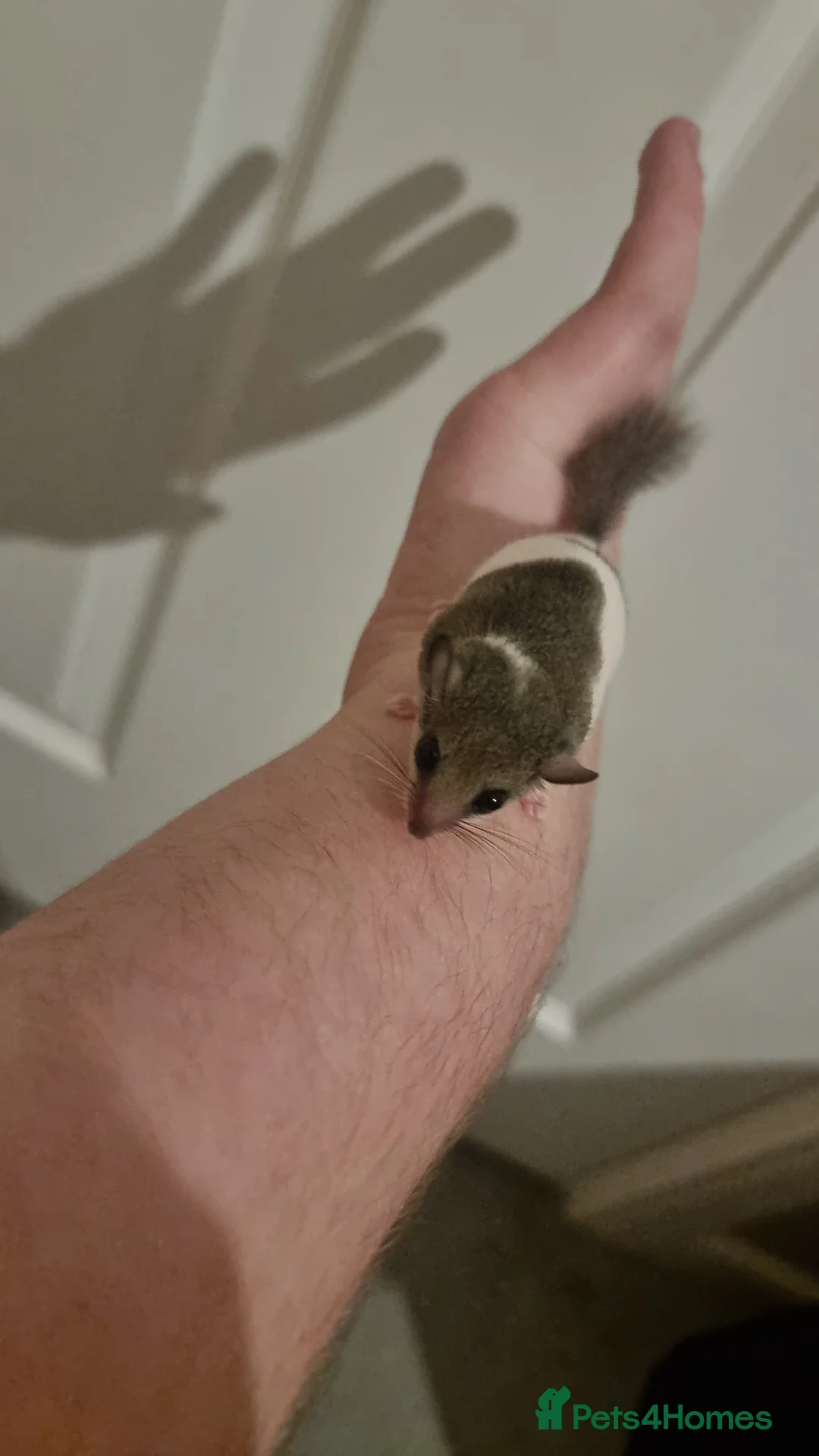 Mouse rodents for sale: beautiful pied african pygmy dormice - Advert 2